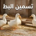 صورة غلاف مقالة تسمين البط تظهر مجموعة من البط الأبيض السمين داخل مزرعة نظيفة مع نص تسمين البط بشكل بارز
