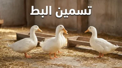 صورة غلاف مقالة تسمين البط تظهر مجموعة من البط الأبيض السمين داخل مزرعة نظيفة مع نص تسمين البط بشكل بارز