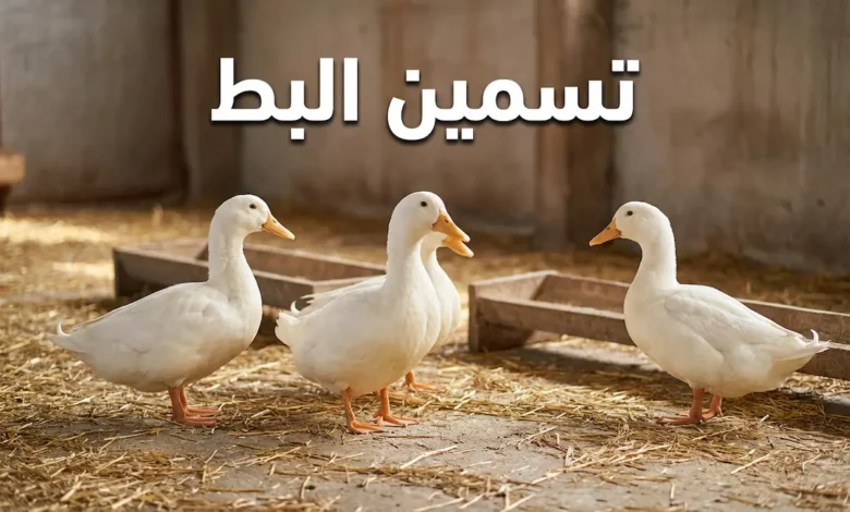 صورة غلاف مقالة تسمين البط تظهر مجموعة من البط الأبيض السمين داخل مزرعة نظيفة مع نص تسمين البط بشكل بارز