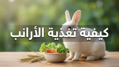أرنب أبيض أمام وعاء خضروات طازجة وتبن مع نص كيفية تغذية الأرانب يوضح أساسيات التغذية الصحية للأرانب