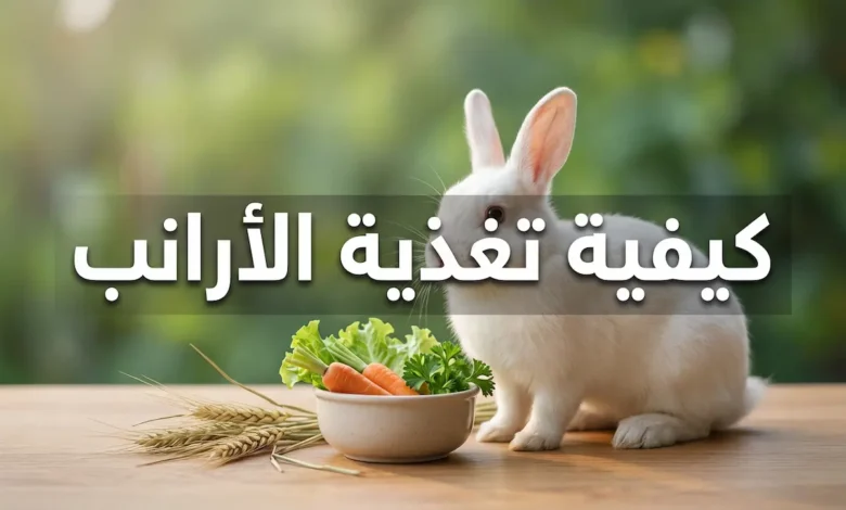 أرنب أبيض أمام وعاء خضروات طازجة وتبن مع نص كيفية تغذية الأرانب يوضح أساسيات التغذية الصحية للأرانب