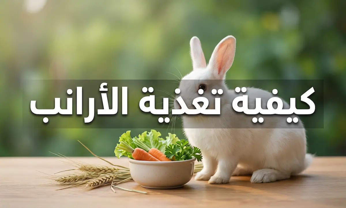 أرنب أبيض أمام وعاء خضروات طازجة وتبن مع نص كيفية تغذية الأرانب يوضح أساسيات التغذية الصحية للأرانب