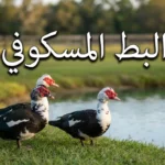 البط المسكوفي - مجموعة من البط المسكوفي بألوانها الطبيعية تقف على عشب أخضر بجانب بركة ماء في مزرعة ريفية