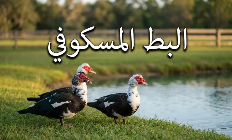 البط المسكوفي - مجموعة من البط المسكوفي بألوانها الطبيعية تقف على عشب أخضر بجانب بركة ماء في مزرعة ريفية