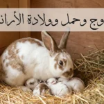أرنبة أم مع صغارها حديثي الولادة في عش من القش - دليل شامل عن تزاوج وحمل وولادة الأرانب