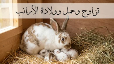 أرنبة أم مع صغارها حديثي الولادة في عش من القش - دليل شامل عن تزاوج وحمل وولادة الأرانب