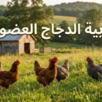 صورة غلاف تربية الدجاج العضوي - دجاجات حرة تتجول في مزرعة خضراء مستدامة وصديقة للبيئة