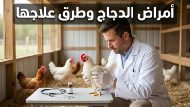 طبيب بيطري يفحص دجاجة داخل حظيرة نظيفة مع أدوات فحص بيطرية - غلاف مقالة أمراض الدجاج وطرق علاجها