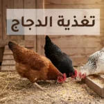 دجاجات صحية تتغذى على العلف داخل حظيرة نظيفة مع بيض طازج على القش - تغذية الدجاج من أجل إنتاج البيض