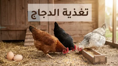 دجاجات صحية تتغذى على العلف داخل حظيرة نظيفة مع بيض طازج على القش - تغذية الدجاج من أجل إنتاج البيض