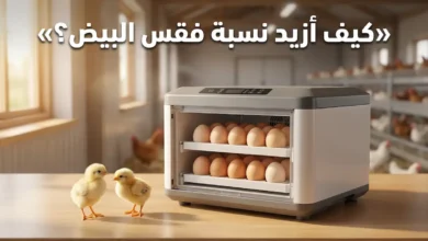 حاضنة بيض كهربائية مفتوحة بداخلها بيض مرتب مع كتاكيت حديثة الفقس - كيف أزيد نسبة فقس البيض