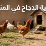 تربية الدجاج في المنزل - مجموعة من الدجاج البلدي تتجول في فناء منزل مع حظيرة خشبية صغيرة وأوعية علف وماء