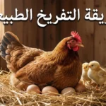 دجاجة ترقد على بيض مخصب في عش طبيعي مع كتاكيت حديثة الفقس توضح طريقة التفريخ الطبيعي