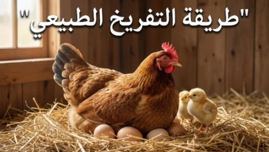 دجاجة ترقد على بيض مخصب في عش طبيعي مع كتاكيت حديثة الفقس توضح طريقة التفريخ الطبيعي