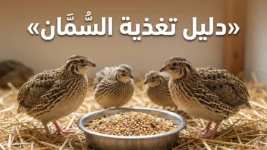 غلاف دليل تغذية السُّمَّان يُظهر مجموعة من طيور الفري أمام وعاء أعلاف في بيئة تربية طبيعية مع عنوان المقالة بخط عربي بارز