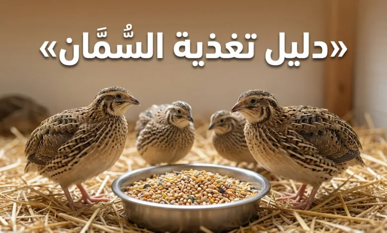 غلاف دليل تغذية السُّمَّان يُظهر مجموعة من طيور الفري أمام وعاء أعلاف في بيئة تربية طبيعية مع عنوان المقالة بخط عربي بارز