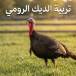 ديك رومي بالغ يقف في مزرعة خضراء مفتوحة مع عبارة تربية الديك الرومي - صورة غلاف مقالة شاملة عن تربية الديك الرومي