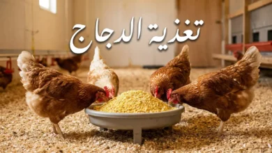 مجموعة دجاجات بالغة بألوان بنية وبيضاء تأكل من معلفة دائرية ممتلئة بالعلف داخل حظيرة نظيفة مع عبارة تغذية الدجاج