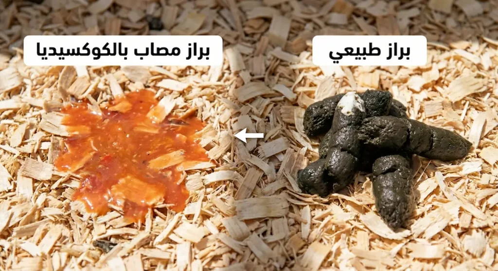 مقارنة بين براز دجاج طبيعي وبراز مصاب بالكوكسيديا ذي اللون البرتقالي المائي