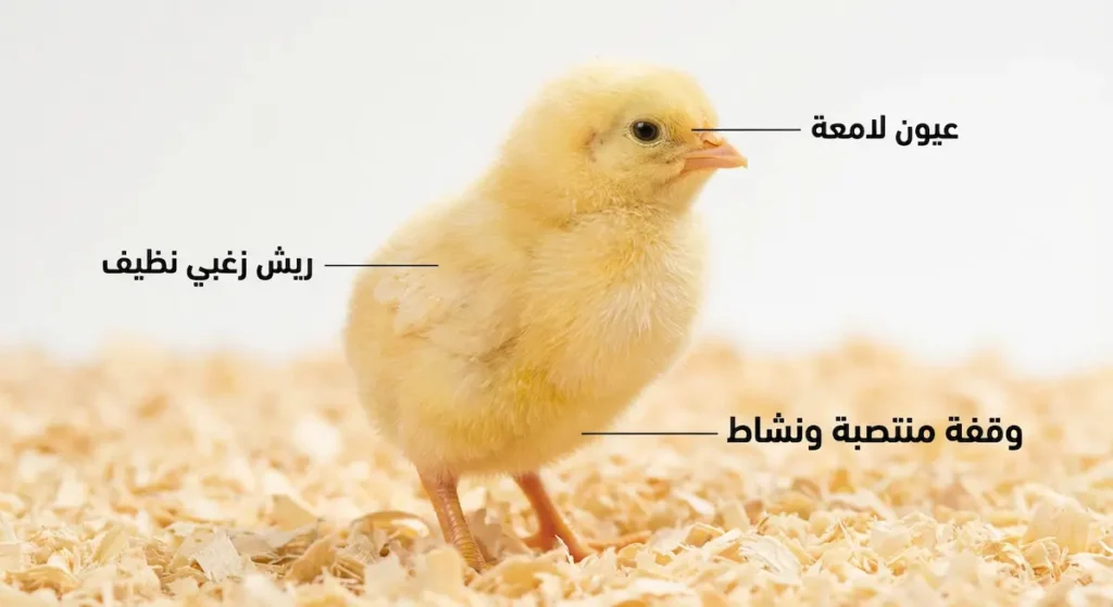  كتكوت دجاج سليم عمره يوم واحد بريش أصفر زاهٍ وعيون لامعة ووقفة منتصبة تدل على صحته الجيدة