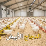دجاج أبيض لاحم في عنبر تربية حديث مع نص "الدجاج الأبيض" كغلاف للمقالة