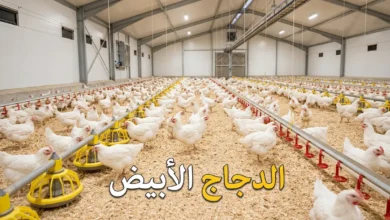 دجاج أبيض لاحم في عنبر تربية حديث مع نص "الدجاج الأبيض" كغلاف للمقالة