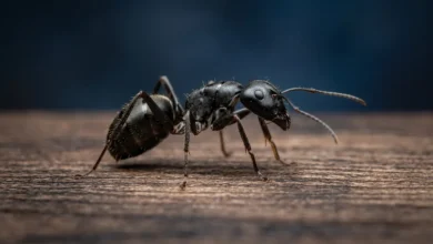 نملة معروضة كنموذج رقمي ثلاثي الأبعاد فائق الدقة على خلفية داكنة تُظهر تفاصيل هيكلها الخارجي وأطرافها وقرون استشعارها بوضوح مذهل