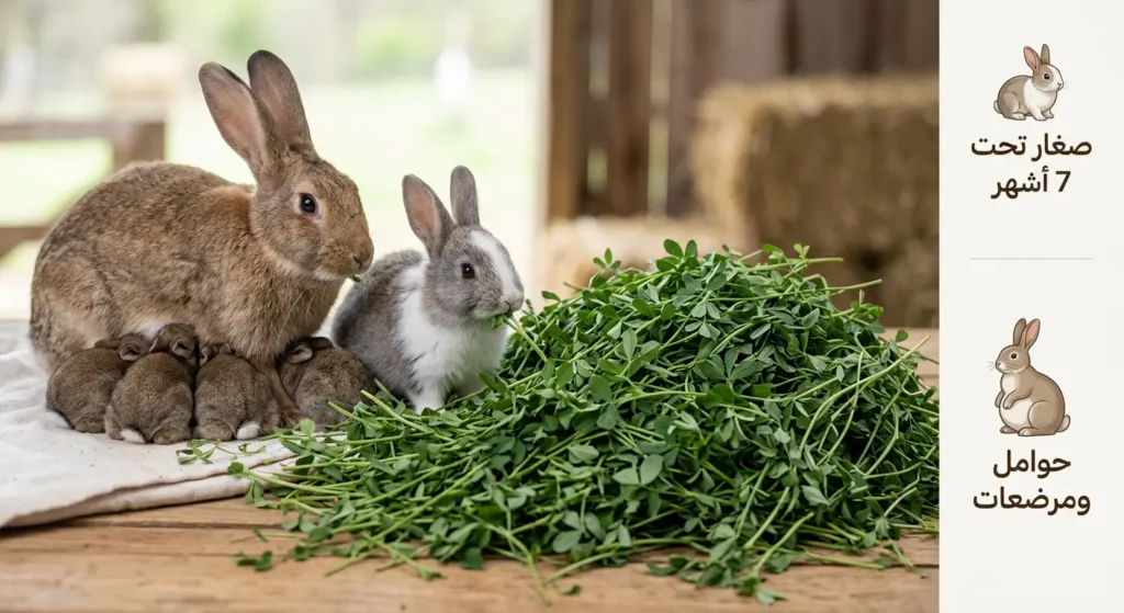 تبن البرسيم الحجازي بأوراقه الثلاثية الخضراء الداكنة بجانب أرنب صغير في طور النمو مع توضيح الحالات المناسبة لاستخدامه