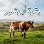 بقرة أيرشاير حمراء وبيضاء تقف في مرعى أخضر على مرتفعات اسكتلندا تحت ضوء الصباح الطبيعي