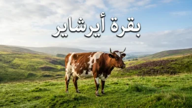 بقرة أيرشاير حمراء وبيضاء تقف في مرعى أخضر على مرتفعات اسكتلندا تحت ضوء الصباح الطبيعي