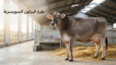 بقرة براون سويسرية بالغة ذات لون بني رمادي مميز تقف في حظيرة حديثة نظيفة مع فرشة قش طازجة وإضاءة طبيعية.