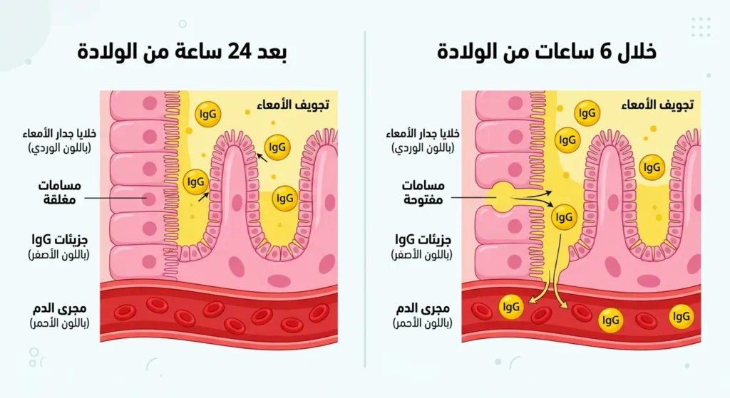 رسم بياني يوضح آلية امتصاص الأجسام المضادة (IgG) في أمعاء العجل الرضيع خلال الساعات الأولى بعد الولادة مقارنة بما بعدها.