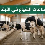 صورة غلاف توضح سلوك الوقوف للركوب كأبرز علامات الشياع في الأبقار داخل حظيرة حديثة ونظيفة