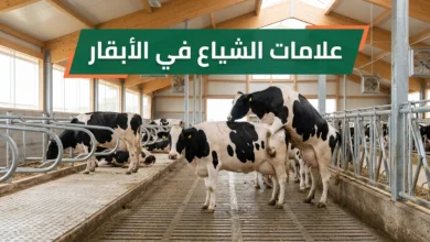 صورة غلاف توضح سلوك الوقوف للركوب كأبرز علامات الشياع في الأبقار داخل حظيرة حديثة ونظيفة