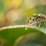 عنكبوت قافز صغير بألوان زاهية وعيون كبيرة لامعة يقف على حافة ورقة خضراء مبللة بقطرات الندى في ضوء الصباح الطبيعي الناعم