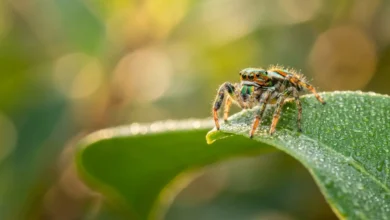 عنكبوت قافز صغير بألوان زاهية وعيون كبيرة لامعة يقف على حافة ورقة خضراء مبللة بقطرات الندى في ضوء الصباح الطبيعي الناعم