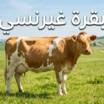 بقرة غيرنسي ذات لون بني ذهبي وأبيض تقف في مرعى أخضر تحت سماء صافية