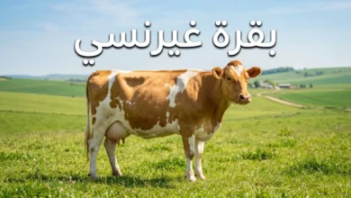 بقرة غيرنسي ذات لون بني ذهبي وأبيض تقف في مرعى أخضر تحت سماء صافية