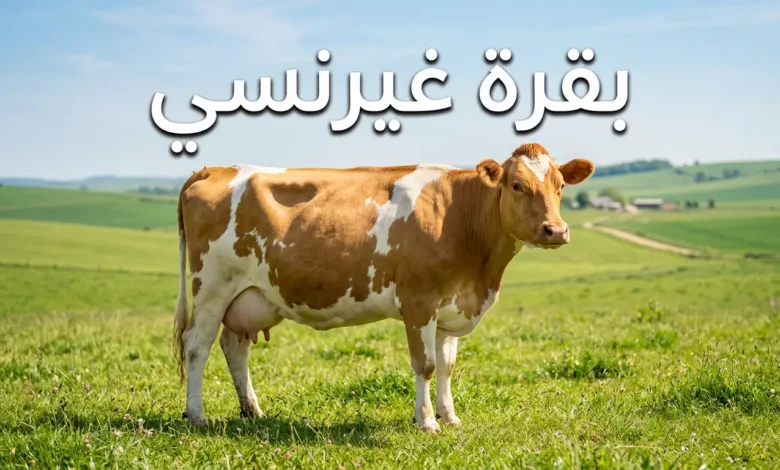 بقرة غيرنسي ذات لون بني ذهبي وأبيض تقف في مرعى أخضر تحت سماء صافية