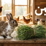 حزمة تبن أخضر طازج على طاولة خشبية بجانب أرنب أليف وفي الخلفية حظيرة دواجن مع كلمة التبن بخط عربي بارز