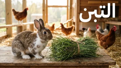 حزمة تبن أخضر طازج على طاولة خشبية بجانب أرنب أليف وفي الخلفية حظيرة دواجن مع كلمة التبن بخط عربي بارز