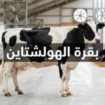 بقرة هولشتاين سوداء وبيضاء تقف في مزرعة ألبان حديثة مجهزة بأنظمة تهوية