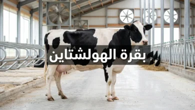 بقرة هولشتاين سوداء وبيضاء تقف في مزرعة ألبان حديثة مجهزة بأنظمة تهوية