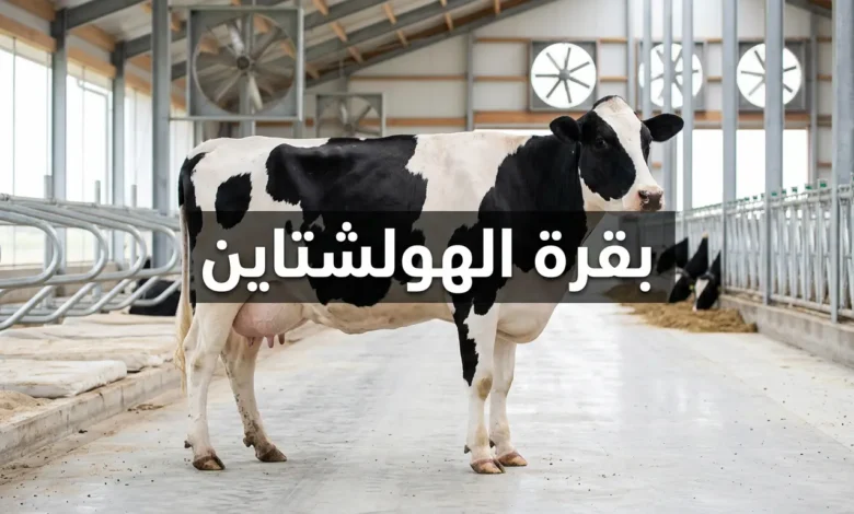 بقرة هولشتاين سوداء وبيضاء تقف في مزرعة ألبان حديثة مجهزة بأنظمة تهوية