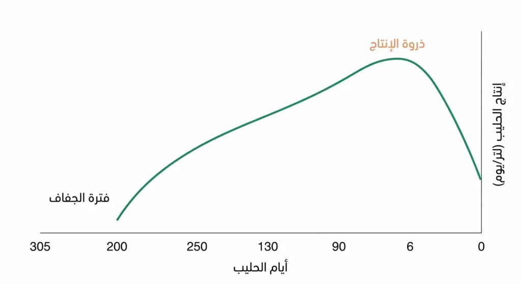 رسم بياني يوضح منحنى إنتاج الحليب في بقرة الهولشتاين على مدار 305 أيام مع تحديد ذروة الإنتاج وفترة الجفاف