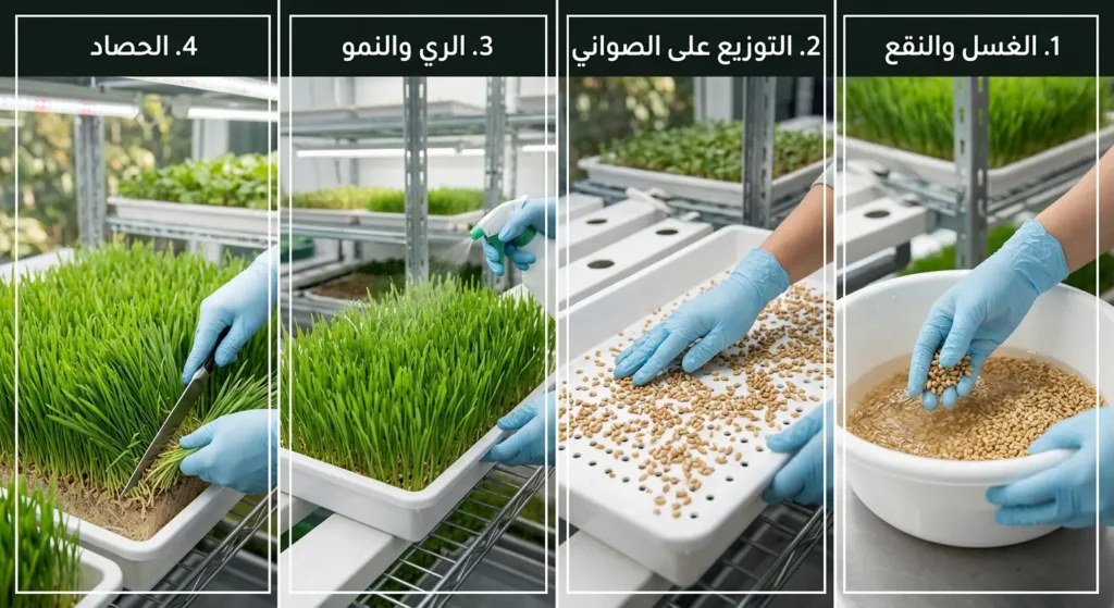 أربع مراحل مصورة لإنتاج العلف المستنبت: نقع الحبوب، توزيعها في الصواني، نموها ورشها بالماء، وحصاد الكتلة الخضراء.