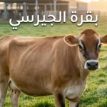 بقرة جيرسي بنية اللون تقف في مزرعة ألبان حديثة مع إضاءة صباحية ذهبية