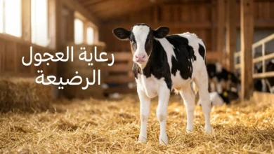 عجل هولشتاين رضيع صحي يقف على قش نظيف في حظيرة مضاءة، مع عنوان "رعاية العجول الرضيعة".