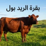 بقرة ريد بول حمراء اللون بدون قرون تقف في مرعى أخضر طبيعي تحت إضاءة صباحية ذهبية