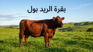 بقرة ريد بول حمراء اللون بدون قرون تقف في مرعى أخضر طبيعي تحت إضاءة صباحية ذهبية